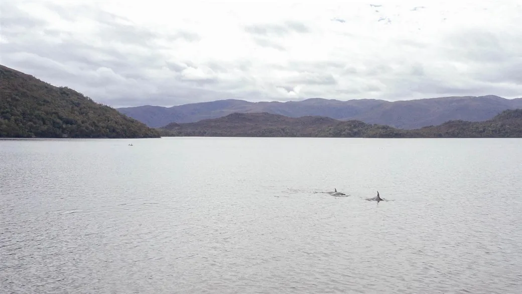 Several orca fins in a fjord surrounded by forested mountains.