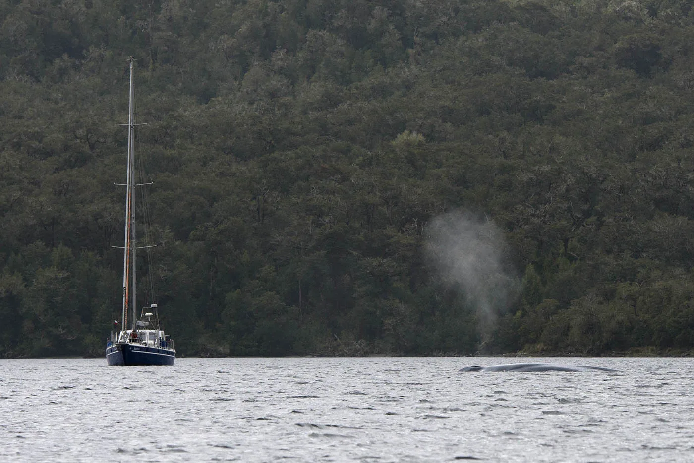 A whale blows at the surface of a Patagonian fjord.